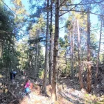 Ξανά μέσα στο δάσος, σε πιο σκιερό κομμάτι της διαδρομής. πεζοπόροι μέσα σε πυκνό ελατοδάσος στο Μαίναλο