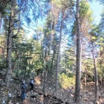 Ανεβαίνουμε σιγά-σιγά, μέσα στο ελατοδάσος. πεζοπόροι σε ανηφορικό μονοπάτι μέσα σε ελατοδάσος στο Μαίναλο