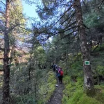 Πράσινο παντού και ήσυχη πορεία στο δάσος. πεζοπόροι σε στενό μονοπάτι με πράσινα βρύα μέσα σε ελατοδάσος στο Μαίναλο