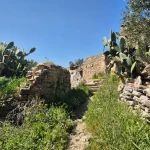 Στενά περάσματα, πέτρα και άγρια βλάστηση συνθέτουν το τοπίο της Βάθειας. Μονοπάτι με πέτρινους τοίχους και κάκτους στη Βάθεια στη διαδρομή της Μάνη Ταίναρο Βάθεια Αρεόπολη