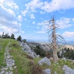 Το μονοπάτι ανοίγει προς τη θέα, με τον Ευβοϊκό να απλώνεται στο βάθος και το τοπίο να αλλάζει εντελώς. Λιθόστρωτο μονοπάτι στη Δίρφυ με θέα προς τον Ευβοϊκό κόλπο και μοναχικό δέντρο στο τοπίο