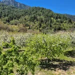 Ανοιξιάτικο τοπίο γεμάτο χρώματα, λίγο πριν φτάσουμε στη λίμνη. Λίμνη Τσιβλού