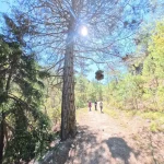 Ήλιος, δάσος και ένα μονοπάτι που σε τραβάει να συνεχίσεις. Πεζοπορία σε δασικό μονοπάτι με πεύκα και ήλιο μέσα στον Χελμό