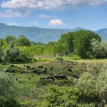 Μία από τις πιο αυθεντικές εικόνες της Κερκίνης, με τους νεροβούβαλους να κινούνται ελεύθερα στον υγρότοπο. Νεροβούβαλοι της Κερκίνης μέσα στο καταπράσινο ανοιξιάτικο τοπίο