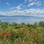Οι κόκκινες παπαρούνες έδιναν ακόμα περισσότερο χρώμα στις ανοιξιάτικες εικόνες γύρω από τη λίμνη. Ανοιξιάτικες παπαρούνες δίπλα στα νερά της Λίμνης Κερκίνης