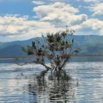 Μία από τις πιο χαρακτηριστικές εικόνες του υγροτόπου, με τους κορμοράνους να φωλιάζουν πάνω από τα ήρεμα νερά της λίμνης. Κορμοράνοι φωλιάζουν μέσα στον υγρότοπο της Λίμνης Κερκίνης