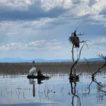 Άγρια ζωή στον υγρότοπο της Κερκίνης, με πελεκάνους και φωλιές κορμοράνων να ξεχωρίζουν μέσα στο ήρεμο τοπίο. Πελεκάνος και φωλιές κορμοράνων στα ήρεμα νερά της Λίμνης Κερκίνης