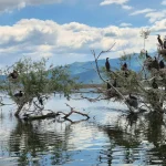 Οι φωλιές των κορμοράνων ξεπροβάλλουν μέσα από τα νερά της Κερκίνης, δημιουργώντας ένα από τα πιο χαρακτηριστικά τοπία του υγροτόπου. Αποικίες κορμοράνων πάνω σε δέντρα μέσα στη Λίμνη Κερκίνη