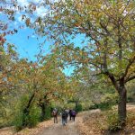 Φωτογραφία εξωφύλλου από πεζοπορική εκδρομή στο Καστανοδάσος Καρυών με το BackpackOnGreece