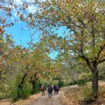Χαρούμενη ομάδα πεζοπόρων στο ηλιόλουστο Καστανοδάσος Καρυών. Φωτογραφία εξωφύλλου από πεζοπορική εκδρομή στο Καστανοδάσος Καρυών με το BackpackOnGreece