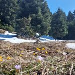 Η φύση μας θυμίζει ότι η ζωή συνεχίζεται και στον χειμώνα. Κίτρινα λουλούδια, χιόνι και έλατα στον Παρνασσό