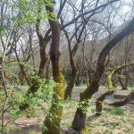 Μονοπάτι με πλατάνια στην διαδρομή Σπήλαιο Λιμνών Πλανητέρο δίπλα στον Αροάνιο ποταμό