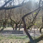 Διαδρομή ανάμεσα σε γυμνά πλατάνια κοντά στο Πλανητέρο